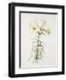 Lily regale-Sally Crosthwaite-Framed Giclee Print