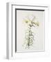 Lily regale-Sally Crosthwaite-Framed Giclee Print