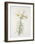 Lily regale-Sally Crosthwaite-Framed Giclee Print