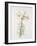 Lily regale-Sally Crosthwaite-Framed Giclee Print