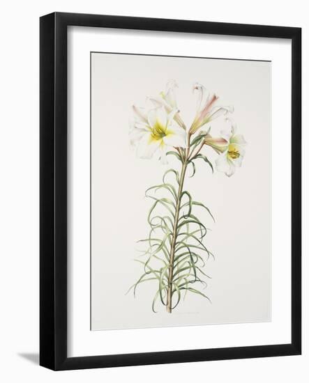 Lily regale-Sally Crosthwaite-Framed Giclee Print