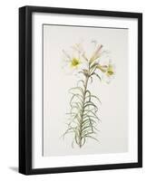 Lily regale-Sally Crosthwaite-Framed Giclee Print