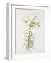 Lily regale-Sally Crosthwaite-Framed Giclee Print