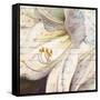 Lily Script I-Patricia Pinto-Framed Stretched Canvas