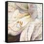 Lily Script I-Patricia Pinto-Framed Stretched Canvas