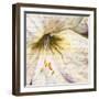 Lily Script II-Patricia Pinto-Framed Art Print