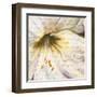 Lily Script II-Patricia Pinto-Framed Art Print