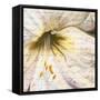 Lily Script II-Patricia Pinto-Framed Stretched Canvas