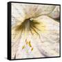 Lily Script II-Patricia Pinto-Framed Stretched Canvas