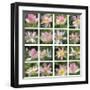 Lily Squares-Malcolm Sanders-Framed Giclee Print