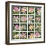 Lily Squares-Malcolm Sanders-Framed Giclee Print