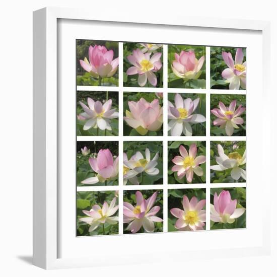 Lily Squares-Malcolm Sanders-Framed Giclee Print