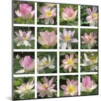 Lily Squares-Malcolm Sanders-Mounted Giclee Print