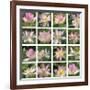 Lily Squares-Malcolm Sanders-Framed Giclee Print