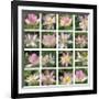 Lily Squares-Malcolm Sanders-Framed Giclee Print