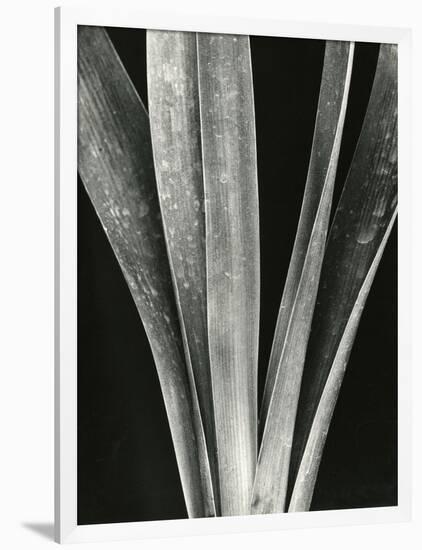 Lily Stalk, 1925-Brett Weston-Framed Photographic Print