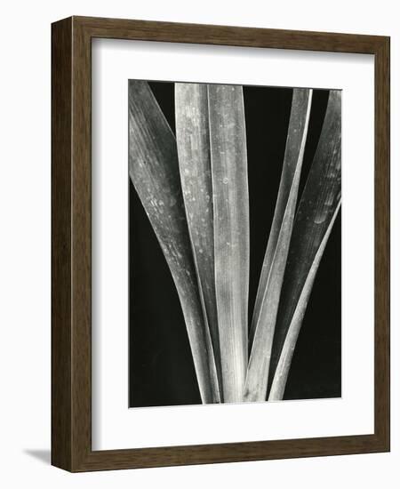 Lily Stalk, 1925-Brett Weston-Framed Photographic Print