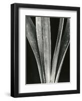 Lily Stalk, 1925-Brett Weston-Framed Photographic Print