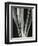 Lily Stalk, 1925-Brett Weston-Framed Photographic Print