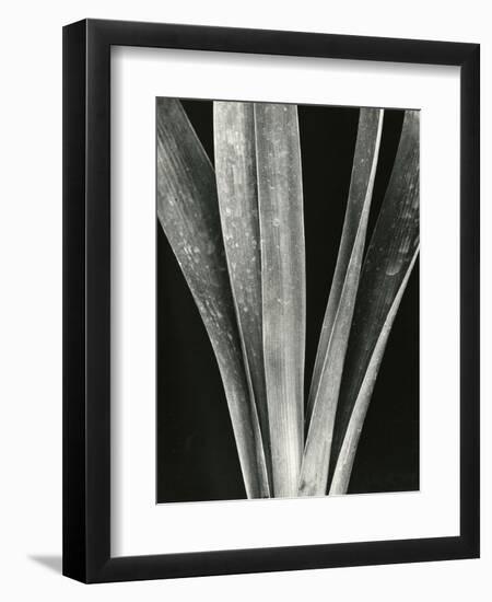 Lily Stalk, 1925-Brett Weston-Framed Photographic Print