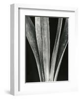 Lily Stalk, 1925-Brett Weston-Framed Photographic Print