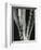 Lily Stalk, 1925-Brett Weston-Framed Photographic Print