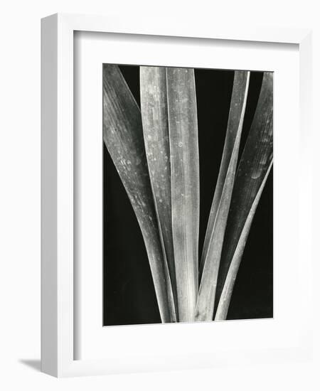 Lily Stalk, 1925-Brett Weston-Framed Photographic Print