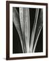 Lily Stalk, 1925-Brett Weston-Framed Photographic Print