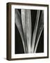 Lily Stalk, 1925-Brett Weston-Framed Photographic Print