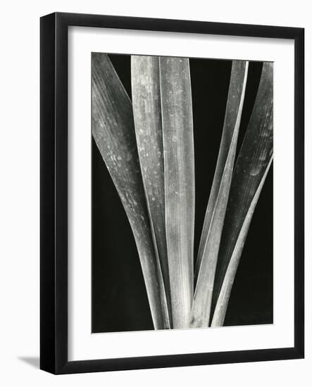 Lily Stalk, 1925-Brett Weston-Framed Photographic Print