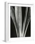 Lily Stalk, 1925-Brett Weston-Framed Photographic Print