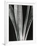 Lily Stalk, 1925-Brett Weston-Framed Photographic Print