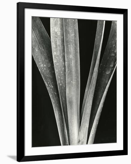 Lily Stalk, 1925-Brett Weston-Framed Photographic Print