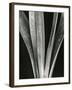 Lily Stalk, 1925-Brett Weston-Framed Photographic Print