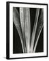 Lily Stalk, 1925-Brett Weston-Framed Photographic Print