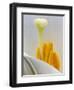 Lily Stamen Close-up-Nancy Rotenberg-Framed Photographic Print