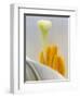 Lily Stamen Close-up-Nancy Rotenberg-Framed Photographic Print