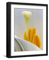 Lily Stamen Close-up-Nancy Rotenberg-Framed Photographic Print