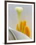 Lily Stamen Close-up-Nancy Rotenberg-Framed Photographic Print