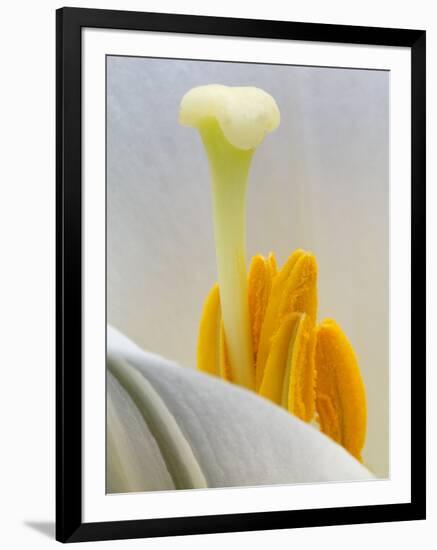 Lily Stamen Close-up-Nancy Rotenberg-Framed Photographic Print