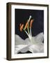 Lily Stamens, 2001-Norman Hollands-Framed Photographic Print