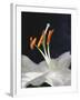 Lily Stamens, 2001-Norman Hollands-Framed Photographic Print