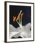 Lily Stamens, 2001-Norman Hollands-Framed Photographic Print