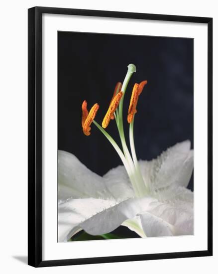 Lily Stamens, 2001-Norman Hollands-Framed Photographic Print