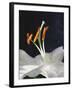 Lily Stamens, 2001-Norman Hollands-Framed Photographic Print