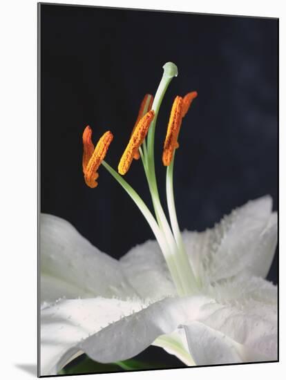 Lily Stamens, 2001-Norman Hollands-Mounted Photographic Print