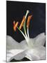 Lily Stamens, 2001-Norman Hollands-Mounted Photographic Print