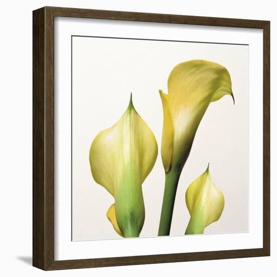 Lily Trio-Bill Philip-Framed Giclee Print