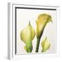 Lily Trio-Bill Philip-Framed Giclee Print