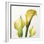 Lily Trio-Bill Philip-Framed Giclee Print